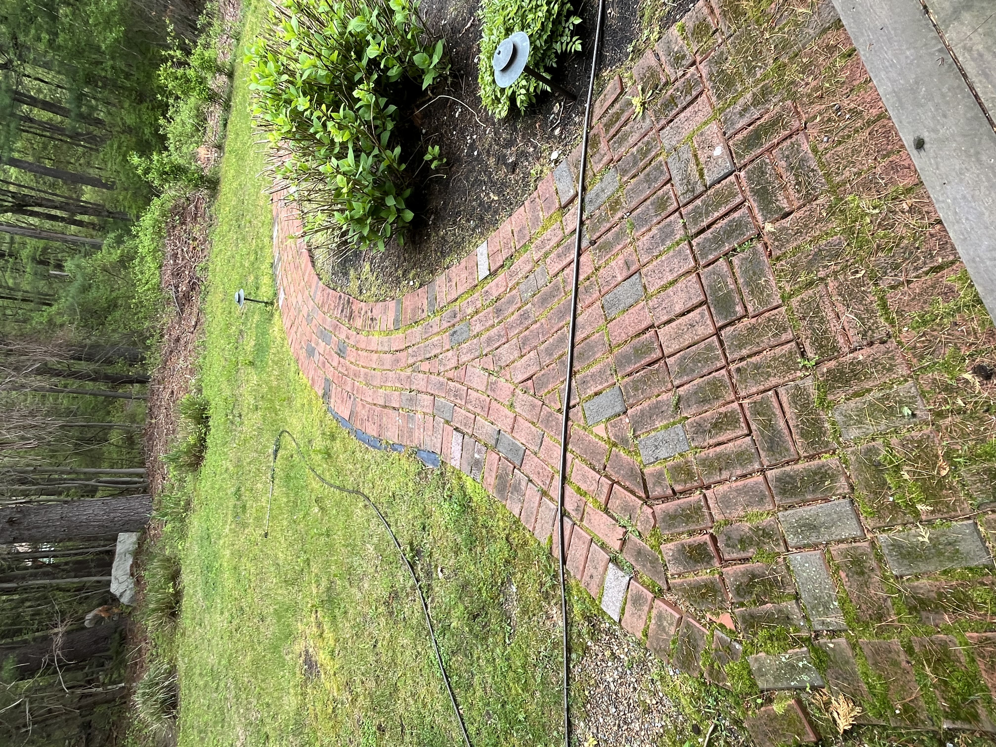 Walkway before cleaning — mossy dirty bricks